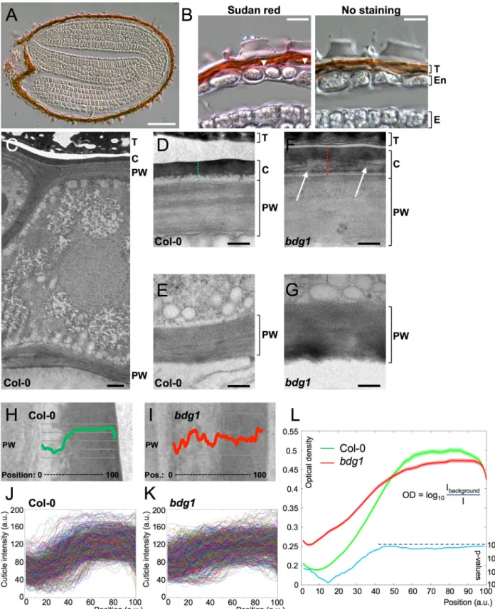 Fig 2. A cuticle is present on the outer side of endosperm cells. (A) Sudan Red staining of a Col-0 seed section
