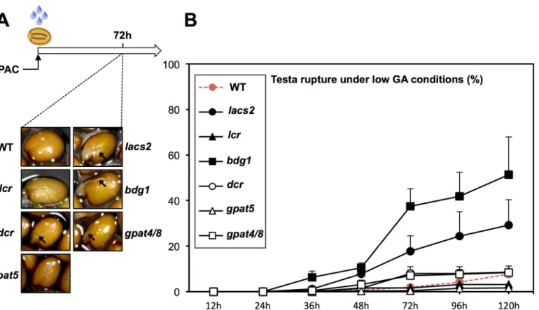 Fig 3. Imbibed seeds of cutin biosynthesis mutants can rupture testa under low GA conditions