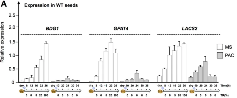 Fig 4. Expression of cutin biosynthesis genes is low when GA synthesis is inhibited. (A) Histograms show the relative BDG1, GPAT4 and LACS2 mRNA accumulation in WT (Col) dry seeds as well as 8h, 12h, 16h, 22h and 26 h (MS) and 10h, 20h, 24h, 30h and 36 h (