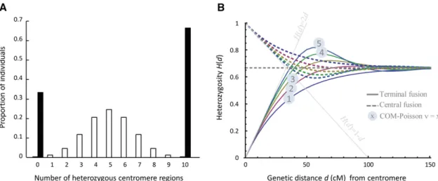 Figure 1 Expected interchromosomal (A) and intrachromosomal patterns (B) of heterozygosity reduction in automictic offspring