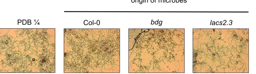 Fig. S5 The activity of phyllosphere microbes from A. thaliana Col-0, bdg and lacs2.3 on  the spore germination of B
