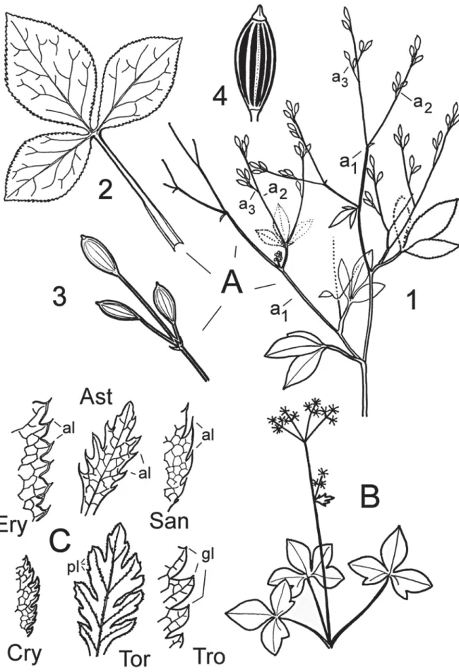 Fig. 1.   A : Cryptotaenia japonica ; 1, plante ; 2, feuille ; 3, extrémité d’axe portant trois fruits ; 4, fruit