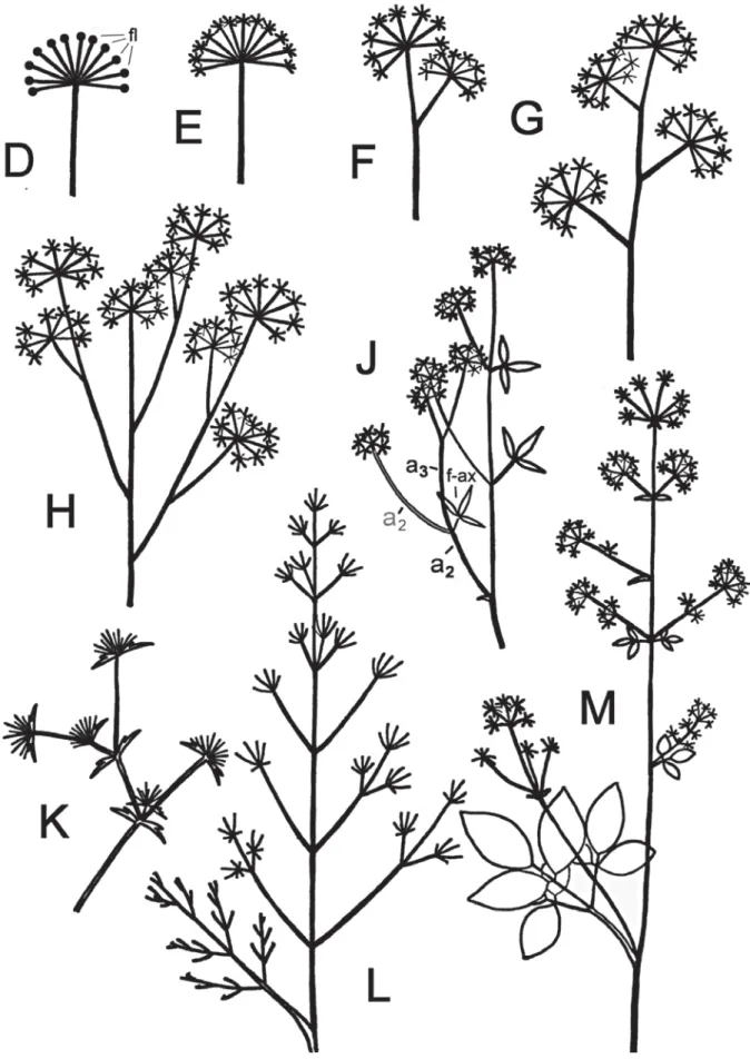 Fig. 2.   D : (cas hypothétique) une unique ombelle simple. E : ombelle composée. F : deux ombelles composées