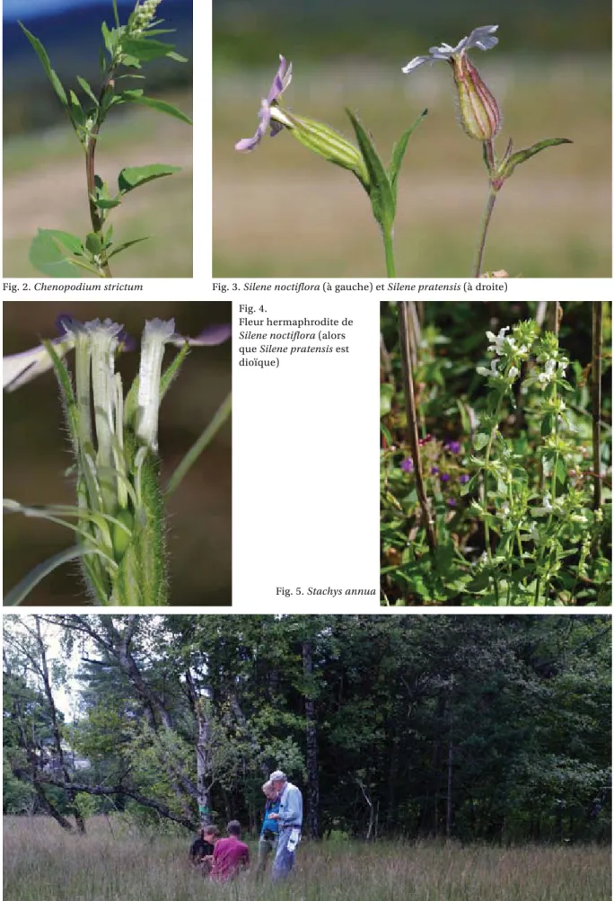 Fig. 2. Chenopodium strictum Fig. 3. Silene noctiflora (à gauche) et Silene pratensis (à droite) Fig