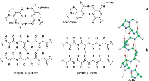 Figure 2.3 Hydrogen bonding between base pairs (a) and peptides (b) 
