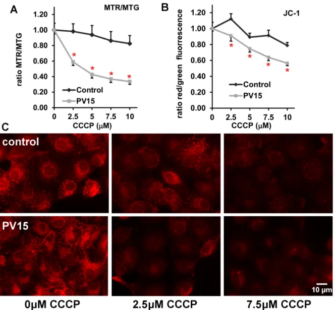 Fig 7. CCCP-induced changes in the mitochondrial membrane potential evaluated by two fluorescent lipophilic cationic dyes: Mitotracker Red (MTR)/Green (MTG) (A) and JC-1 (B)