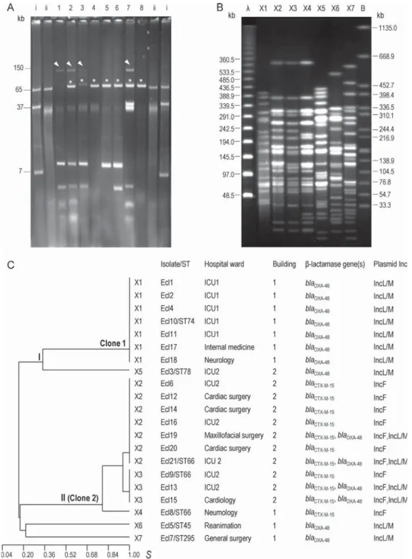 Fig. 1. Molecular typing and genetic relationships of Enterobacter cloacae isolates producing OXA-48 and CTX-M-15 ␤-lactamases in a Spanish hospital