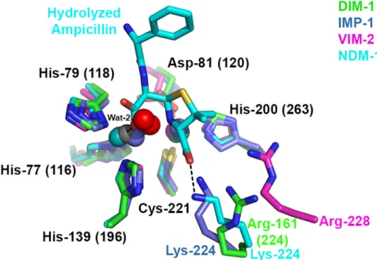 Fig 7. Overlay of B1 Metallo- β -Lactamase Active Sites Showing Hydrolyzed β -Lactam Binding.