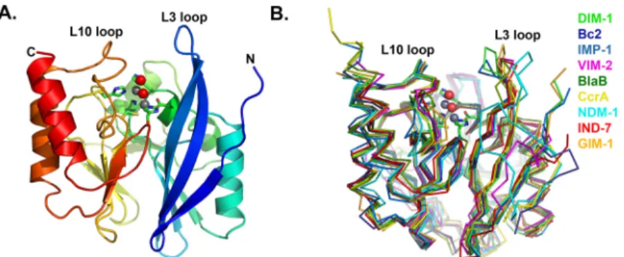 Fig 2. Crystal Structure of DIM-1. A. Overall fold of the enzyme. Protein backbone is color-ramped from blue (N-) to red (C-terminus)