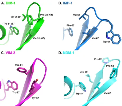 Fig 3. L3 Loop Conformations in Subclass B1 Metallo- β -Lactamases. A. DIM-1 (green); B
