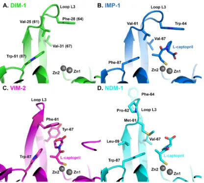 Fig 4. Comparison of DIM-1 Active Site with L-Captopril-bound Complexes of Subclass B1 Metallo- β - -Lactamases