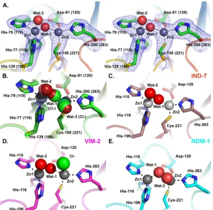 Fig 6. DIM-1 Active Site and Comparison with Selected B1 Metallo- β -Lactamases. A. Stereogram of DIM-1 active site (dataset 1 structure)