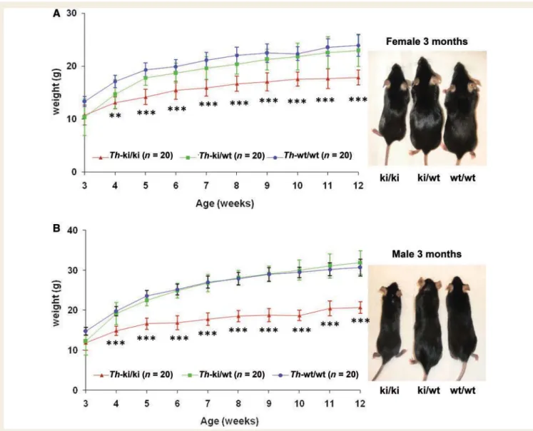 Figure 1 Sex-speciﬁc differences in body weight between wild-type and Th knock-in mice
