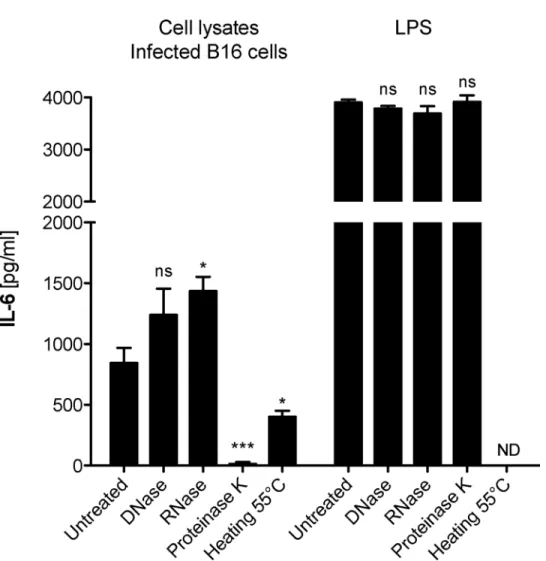 Fig 3. Innate immune activation by Mycoplasma hyorhinis -infected B16 cells is mediated by a protein factor