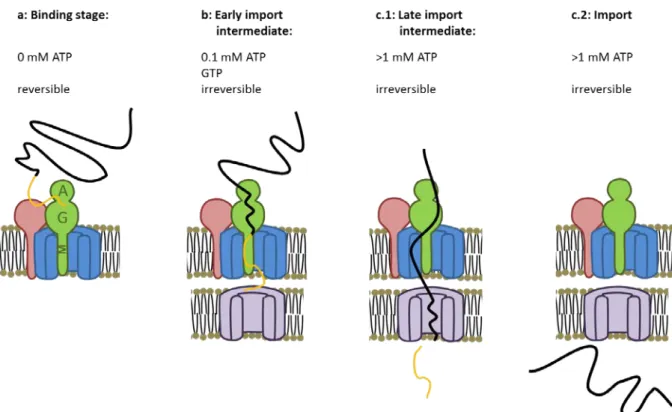 Figure 3: Energetic requirement of the import process: a) Binding stage: The pre-protein (black and orange  line) first bind to Toc159 (green) and Toc34 (red) in an ATP independent way