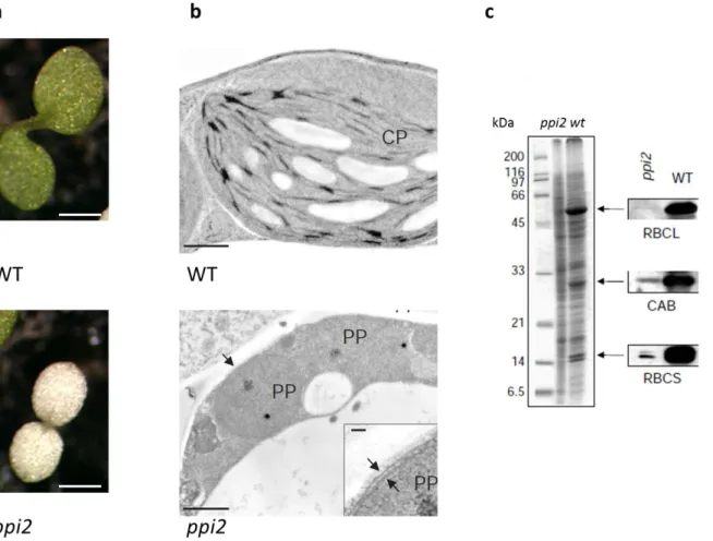 Figure  5: The toc159  mutant has an albino phenotype.  a)  The  A. thaliana mutant of Toc159 (ppi2,  plastid  import mutant 2) , one of the three major Toc components biochemically identified, has an albino phenotype,  and is seedling lethal when grown on
