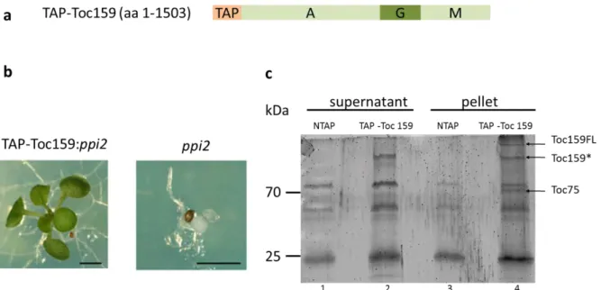 Figure 8 : Purification of a TAP-Toc159 fusion protein. A) Scheme of a construct coding for an N-terminal TAP- TAP-Toc159 fusion protein