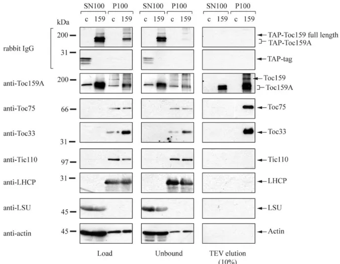 Figure  9 :  Toc75 and Toc33 co-precipitate with TAP-Toc159:  A.thaliana  plants expressing a TAP-Toc159  recombinant protein in the  ppi2 background were ground and the soluble and the membrane fraction were  separated by ultra-centrifugation at 100 000 g