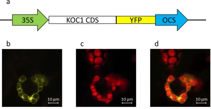 Figure  12: AT4G32250-YFP is localized at the envelope of the chloroplast: a) The AT4G32250 full length  sequence was cloned in the plant expression pEARLYGATE-YFP vector to generate a C-terminal fusion with the  YFP fluorescent protein