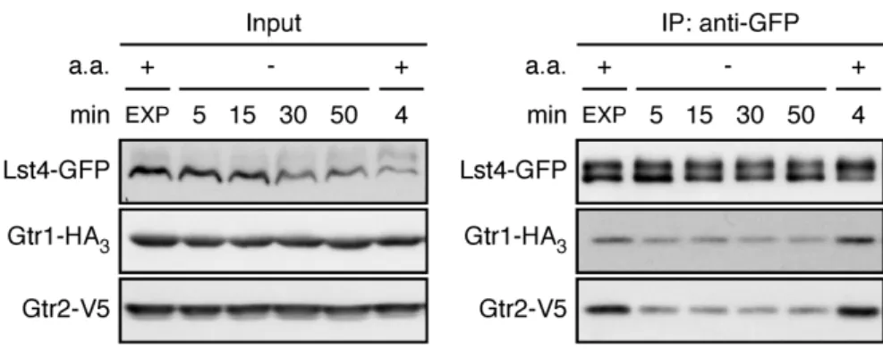 Figure S2. Short or Prolonged Amino Acid Starvation and Subsequent Refeeding Reduces and Re- Re-Stimulates, Respectively, the Interaction Between Lst4 and Gtr1-Gtr2, Related to Figure 2 