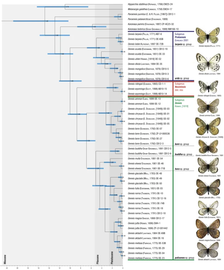 Fig. 1. Phylogenetic tree and time estimates of diversiﬁcation occasions (Mya) of the butterﬂy genus Oeneis resulting from Bayesian inference by Beast