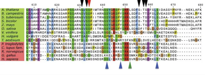 Figure 1 Plant and mammalian ABCB1 linkers and phosphorylation sites are only weakly conserved