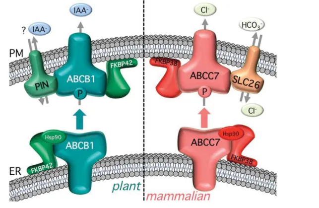 Figure 2 Regulation of Arabidopsis ABCB1/PGP1 and human ABCC7/CFTR by FKBPs