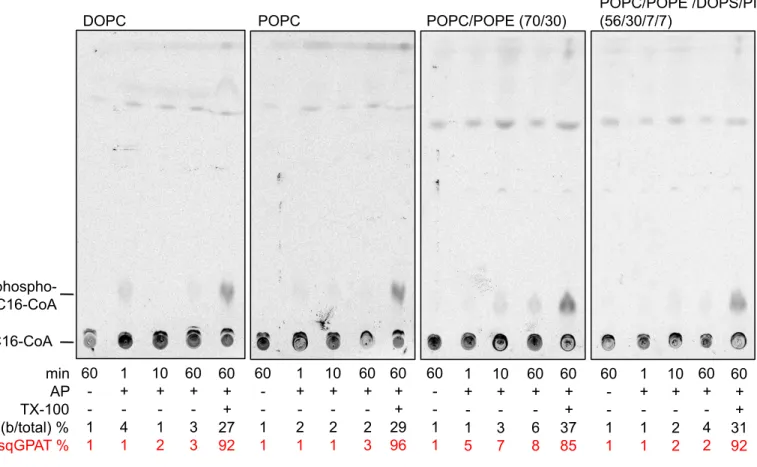 Figure   S5.   Phosphatase   treatment   of   large   unilamellar   vesicles   of   diﬀerent   composi4on    containing   [ 3 H]palmitoyl-­‐CoA