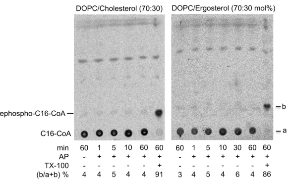 Figure   S6.   Phosphatase   treatment   of   large   unilamellar   vesicles   containing   cholesterol   or    ergosterol   and   [ 3 H]palmitoyl-­‐CoA