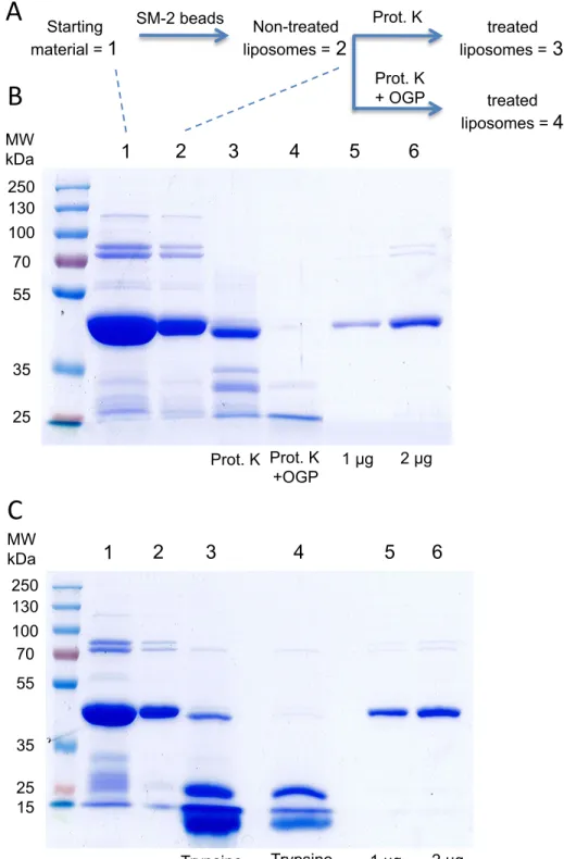 Figure S1. Sequential steps of sqGPAT encapsulation into LUV. A, different stages,  at which samples were taken for SDS-PAGE