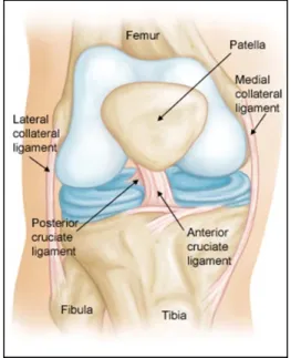 Figure 1 : Vue frontale de  l’articulation du genou, source  internet : 