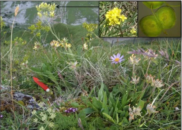 Figure 1: Tetraploid Biscutella laevigata in its habitat in the Swiss Alps. Top right pictures: on the left side an  inflorescence and on the right side the typical didymous fruits, resembling a pair of glasses