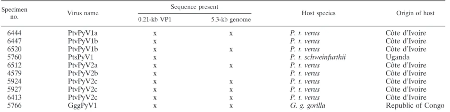 FIG. 1. Noncoding control region of great ape PyVs. DNA sequences of the discovered great ape PyVs and a selection of published sequences from MCPyVs and other PyVs were compared using the ClustalW program (as implemented in the MacVector program, version 
