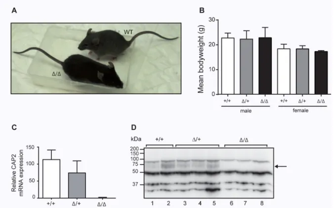 Fig 3. Phenotype of CAP2/ Tmprss4 -deficient mice. (A) Representative pictures of 3 months old (male) CAP2/Tmprss4 wildtype (WT) and CAP2/Tmprss4 knockout (KO) littermates