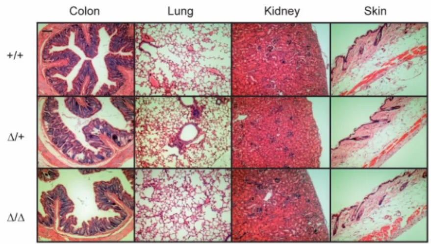 Fig 4. Histopathological analysis in ENaC-expressing organs from CAP2/ Tmprss4 knockout mice.