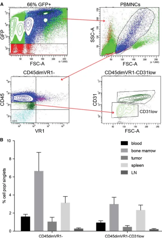 Fig. 6 CD45 dim VR1 - CD31 low cells localize mainly in bone marrow, in blood and at lower levels in tumors.