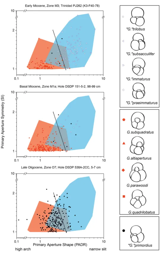 Fig 3. A morphometric analysis of the primary aperture among different morphologies of