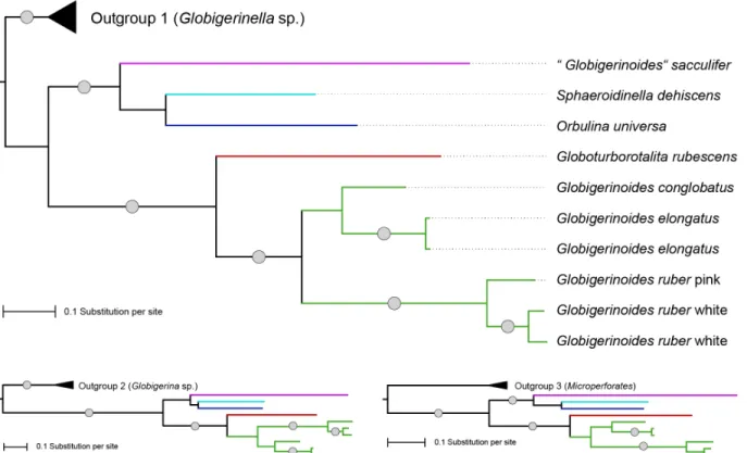 Fig 4. Maximum likelihood phylogeny of representative SSU rDNA sequences of extant species of the genus “ Globigerinoides ” and related taxa.