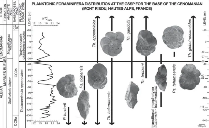 Figure 6. Distribution of selected planktonic foraminifera at the GSSP for the base of the Cenomanian Stage at Mont Risou (Hautes- (Hautes-Alps, France)