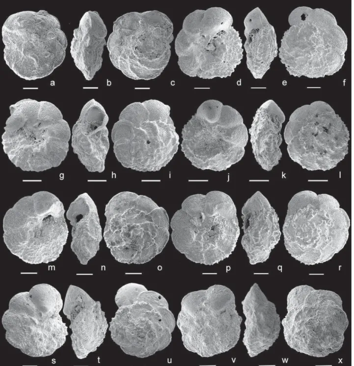 Figure 8. Transitional morphotypes between Ps. ticinensis and Ps. tehamaensis. Specimens with the periumbilical ridge developed only on the ﬁrst chambers of the last whorl and slightly inﬂated chambers: (a–c) sample − 27 m, Mont Risou, Hautes-Alpes, France