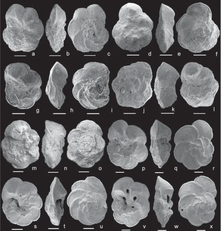 Figure 4. (a–c) Thalmanninella globotruncanoides, sample − 36 m, Mont Risou, Hautes-Alpes, France, in (a) umbilical, (b) edge and (c) spiral view