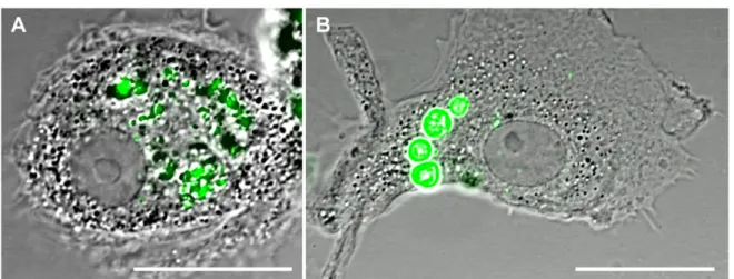 Figure 2. Biodegradable PEMs (A) and non-biodegradable PEMs (B) engulfed by MDMs at 1 h of exposure