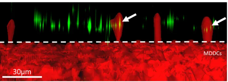 Figure 5. Side view of a TCC (3D surface rendering) exposed to non-biodegradable PSS/PAH PEMs ﬁlled with BODIPY-labeled DQ-OVA (green) after 1 h