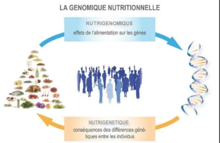 Figure 5. Génomique nutritionnelle : interactions entre  nutriments et gènes. 