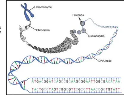 Figure 9 : Vision d’ensemble de l’ADN, des  histones,  des  nucléosomes,  de  la  chromatine et des chromosomes