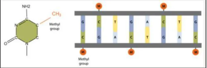 Figure  15 :  Addition  d’un  groupement  méthyle  à  la  5 ème   position  d’une cytosine-phosphate-guanine (CpG) (à gauche) et modifications  d’autres  séquences  de  nucléotides  inhibant  les  facteurs  de  transcription des promoteurs (à droite)