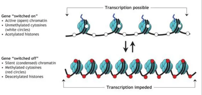 Figure 17 : Changements dans l’organisation de la chromatine qui influencent l’expression des gènes : les gènes  sont  exprimés  lorsque  la  chromatine  est  « ouverte »