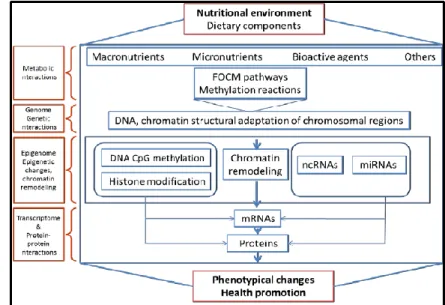 Figure  18 :  Liens  entre  l’environnement  nutritionnel,  les  mécanismes  épigénétiques  et  les  changements  phénotypiques  observés