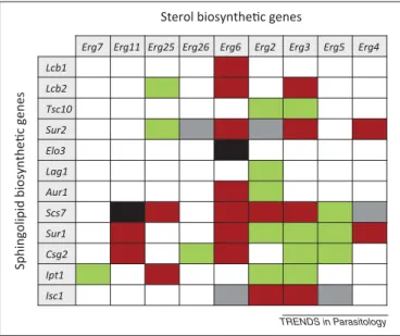 Figure 2 shows the structures of mannosyl diinositol phosphoryl ceramide [M(IP) 2 C] and ergosterol, which is the most abundant sphingolipid and sterol species in yeast.