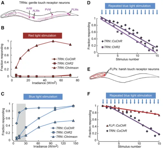 Figure 1 Backing behavior induction with Chrimson and CoChR expressed in sensory neurons